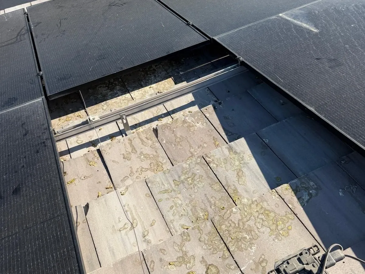 After — Nest and chicks removed from under the panels