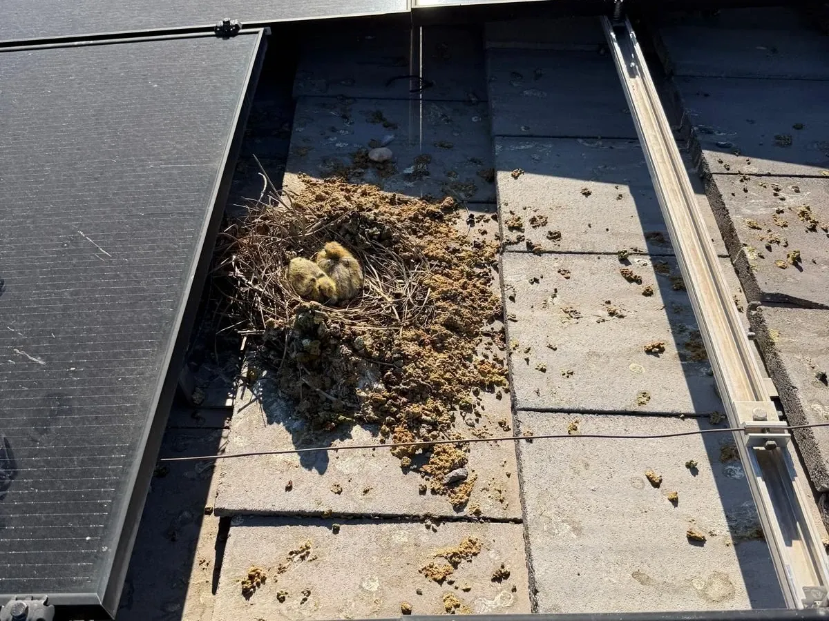 Before — Nest and chicks removed from under the panels