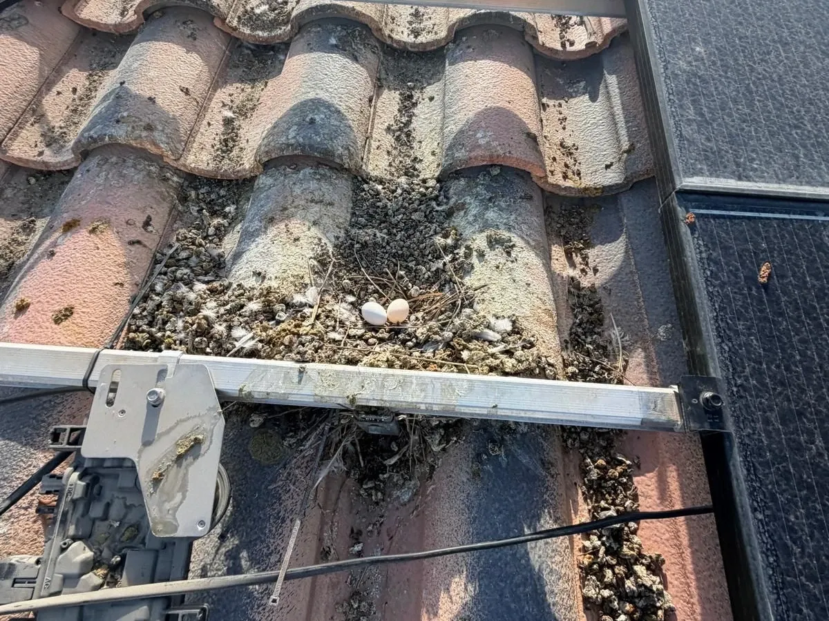 Pigeon nest with eggs wedged between roof tiles beneath a solar panel